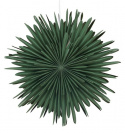 Adventster \'Svedala\' 46cm - Groen