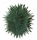 Adventster \'Svedala\' 46cm - Groen