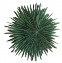 Adventster \'Svedala\' 46cm - Groen