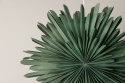 Adventster \'Svedala\' 80cm - Groen