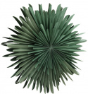 Adventster \'Svedala\' 80cm - Groen