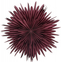 Adventster \'Svedala\' 80cm - Rood