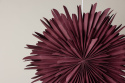 Adventster \'Svedala\' 80cm - Rood