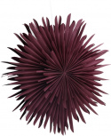 Adventster \'Svedala\' 80cm - Rood