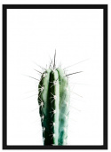 Poster - \'Cactus\'