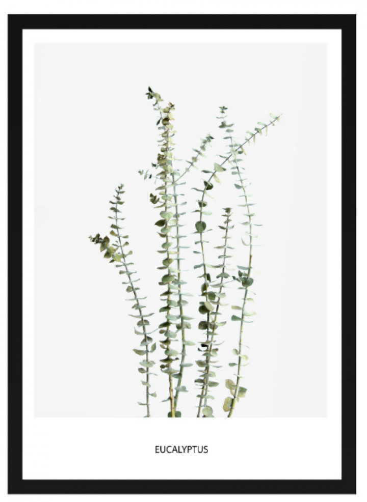  in de groep Inrichting / Decoratie / Schilderijen & posters bij Reforma (Poster_eucalytus)